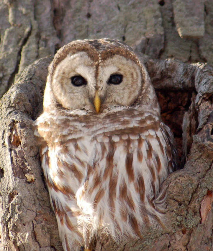 Barred owl